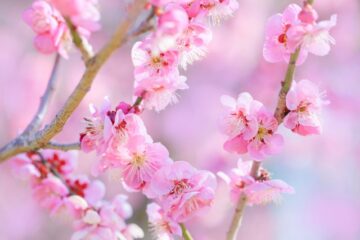 １０年以上抱えていた、ひざの痛みが解消！そして、他にも変わったことが☆彡
